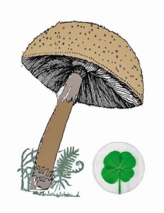 four leaf clover mushroom greeting card