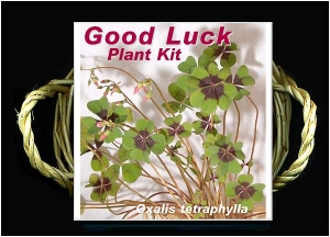 good luck plant kit