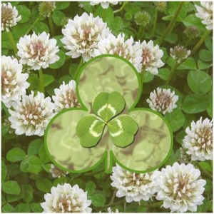 shamrock seeds