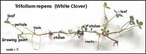Clover Growing Image