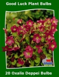 oxalis_deppei_bulbs