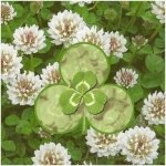 shamrock seeds