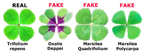 Fake Leaf Images